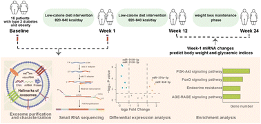 Graphical abstract: Early changes in exosomal microRNAs after a one-week low-calorie diet predict sustained glycaemic and weight outcomes in patients with type 2 diabetes