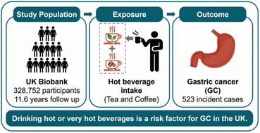 Graphical abstract: Association between hot beverage intake and gastric cancer risk: a prospective cohort study from the UK Biobank