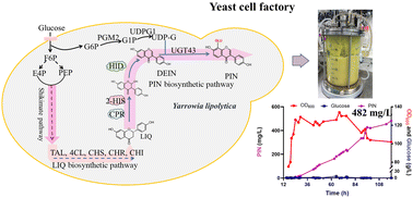 Graphical abstract: Engineering Yarrowia lipolytica as a green yeast cell factory for de novo biosynthesis of daidzein and puerarin