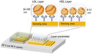 Graphical abstract: Utilizing layer-parameter of shear horizontal surface acoustic wave biosensor for lipoprotein particle sizing