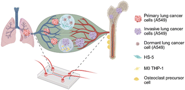 Graphical abstract: Bone-on-leaf-chip for the study of lung cancer bone metastasis