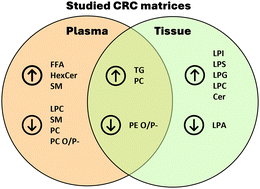 Graphical abstract: Advancing colorectal cancer research through lipidomics