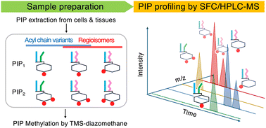 Graphical abstract: Mass spectrometry-based profiling of phosphoinositide: advances, challenges, and future directions