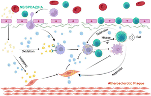 Graphical abstract: Polydopamine and hyaluronic acid-coated dual-responsive silica nanoparticles for targeted atherosclerosis imaging and therapy