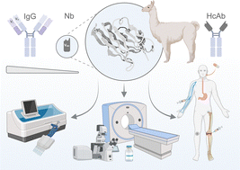 Graphical abstract: Small but mighty: the versatility of nanobodies in modern medicine