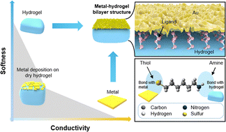 Graphical abstract: Chemically anchored metal–hydrogel bilayers for ultrasoft and metallic biointerfaces