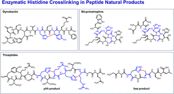 Graphical abstract: Enzymatic crosslinking of histidine side chains in peptide natural products