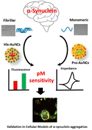 Graphical abstract: Differentiating α-synuclein aggregates using charge-sensitive gold nanoclusters