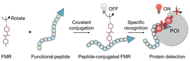 Graphical abstract: Peptide-conjugated fluorescent molecular rotor for subcellular protein detection