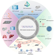 Graphical abstract: Leveraging DNA-based biomaterials for advanced cancer immunotherapy