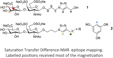 Graphical abstract: Interaction studies by NMR on the multivalent interaction between chondroitin sulfate E derivatives and the langerin receptor