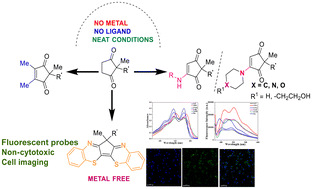 Graphical abstract: Oxidative functionalization of cyclopentane-1,3-diones: cell imaging studies of diphenothiazine derivatives
