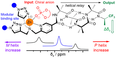 Graphical abstract: Modular synthesis of zinc(ii)-bis(triazole) recognition sites for the conformational control of foldamers