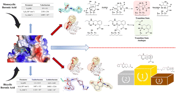 Graphical abstract: Beyond structure and activity: targeting class A carbapenemases with monocyclic and bicyclic boronic acids to counter antimicrobial resistance