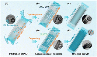 Graphical abstract: Capillary force and concentration gradient promote the bioprocessing-inspired formation of ultralong fluorapatite nanorods under confinement
