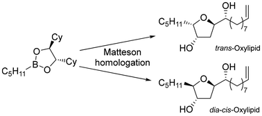 Graphical abstract: Synthesis of oxylipids via a boronic ester cycloetherification approach