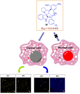 Graphical abstract: New spirooxindole pyrrolidine/pyrrolizidine analogs: design, synthesis, and evaluation as an anticancer agent