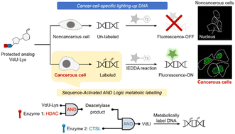 Graphical abstract: Sequential metabolic probes illuminate nuclear DNA for discrimination of cancerous and normal cells