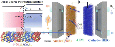 Graphical abstract: Activating Janus charge distribution on the P-doped Ni3S2/Co9S8 interface for enhancing charge-matched urea adsorption: boosting high current hydrogen production via coupled urine degradation