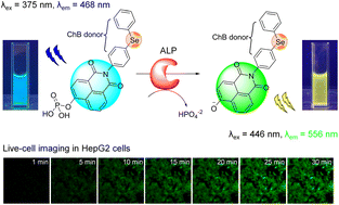 Graphical abstract: Tuning probe permeability via chalcogen and halogen atom substitution for monitoring alkaline phosphatase activity in mammalian cells