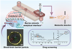 Graphical abstract: Microfluidic-mass spectrometry analysis of blood–brain barrier transport using engineered microparticle interfaces