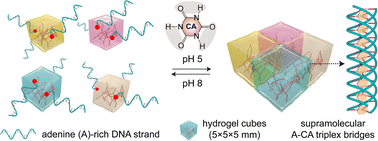 Graphical abstract: A cofactor mediated supramolecular oligo-adenine triplex for reprogrammable macroscopic hydrogel assembly