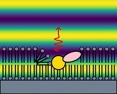 Graphical abstract: X-ray fluorescence standing wave study of the interaction of the antimicrobial peptide indolicidin with a supported model membrane
