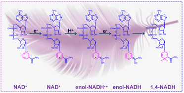 Graphical abstract: CdS nanofeathers enable efficient electron-mediator-free photocatalytic regeneration of coenzyme NAD(P)H via direct electron–proton coupling