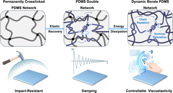 Graphical abstract: Viscoelasticity-controllable dynamic borate polydimethylsiloxane networks for enhancing energy dissipation of elastomers