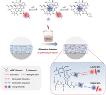 Graphical abstract: An antibacterial hydrogel coating with pH-regulated rifampicin loading for prevention of catheter-associated infections