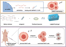 Graphical abstract: Injectable thermosensitive hydrogel-encapsulated paclitaxel liposomes enriched with miR-455-3p antagomir for dormancy therapy of salivary adenoid cystic carcinoma