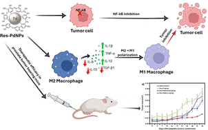 Graphical abstract: Immunomodulatory and tumor-targeting palladium nanoparticles functionalized with resveratrol via green nanotechnology: synthesis, mechanisms, and in vivo therapeutic evaluation