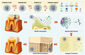 Graphical abstract: Multifunctional PAMAM nanoparticles with sequential antimicrobial-remineralization therapy for dentin caries management