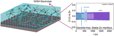 Graphical abstract: Water-in-salt hydrogel electrolyte for dendrite-free Zn deposition