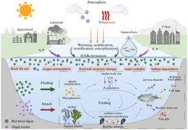 Graphical abstract: Multiscale impacts of harmful algal blooms and toxins on aquatic ecosystem structure and function: a systematic review