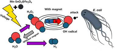 Graphical abstract: Magnetic-field-assisted cascade electrocatalysis: simultaneous H2O2 generation and ˙OH radical production for coupled hydrogen evolution and water disinfection