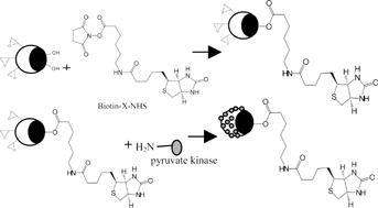 Graphical abstract: Biotinylated and enzyme-immobilized carrier prepared by hetero-bifunctional latex beads