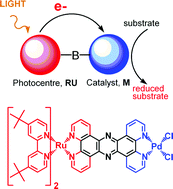 Graphical abstract: Inspired by nature: light driven organometallic catalysis by heterooligonuclear Ru(ii) complexes