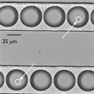 Graphical abstract: Quantitative detection of protein expression in single cells using droplet microfluidics