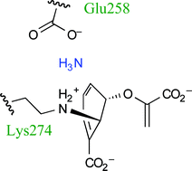 Graphical abstract: Coenzyme biosynthesis: enzyme mechanism, structure and inhibition