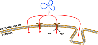 Graphical abstract: Exploring the cellular accumulation of metal complexes