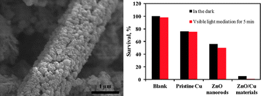Graphical abstract: Hierarchical ZnO/Cu “corn-like” materials with high photodegradation and antibacterial capability under visible light