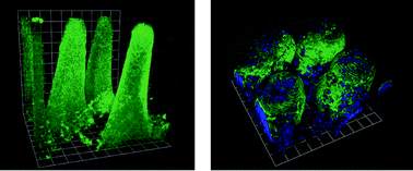 Graphical abstract: Microscale 3-D hydrogel scaffold for biomimetic gastrointestinal (GI) tract model