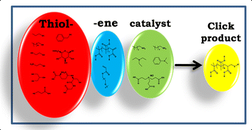 Graphical abstract: Investigation into thiol-(meth)acrylate Michael addition reactions using amine and phosphine catalysts