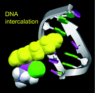 Graphical abstract: Penetrative DNA intercalation and G-base selectivity of an organometallic tetrahydroanthracene RuII anticancer complex