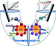 Graphical abstract: A hybrid biocathode: surface display of O2-reducing enzymes for microbial fuel cell applications
