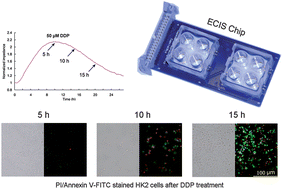 Graphical abstract: Use of cellular electrical impedance sensing to assess in vitro cytotoxicity of anticancer drugs in a human kidney cell nephrotoxicity model