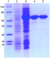 Graphical abstract: A novel capillary electrophoresis-based assay method for coenzyme B6-dependent diaminopimelate decarboxylase from Propionibacterium acnes