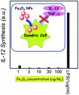 Graphical abstract: Continuous hydrothermal synthesis of 3,4-dihydroxyhydrocinnamic acid-modified magnetite nanoparticles with stealth-functionality against immunological response