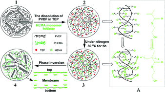 Graphical abstract: Hydrophilic poly(vinylidene fluoride) (PVDF) membrane by in situ polymerisation of 2-hydroxyethyl methacrylate (HEMA) and micro-phase separation